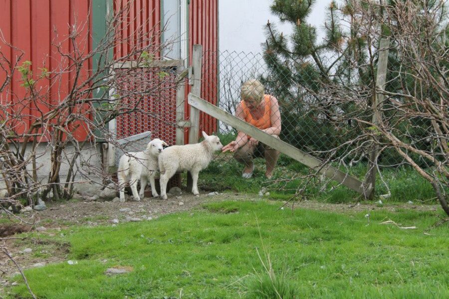 Bilde av kvinne med to lam